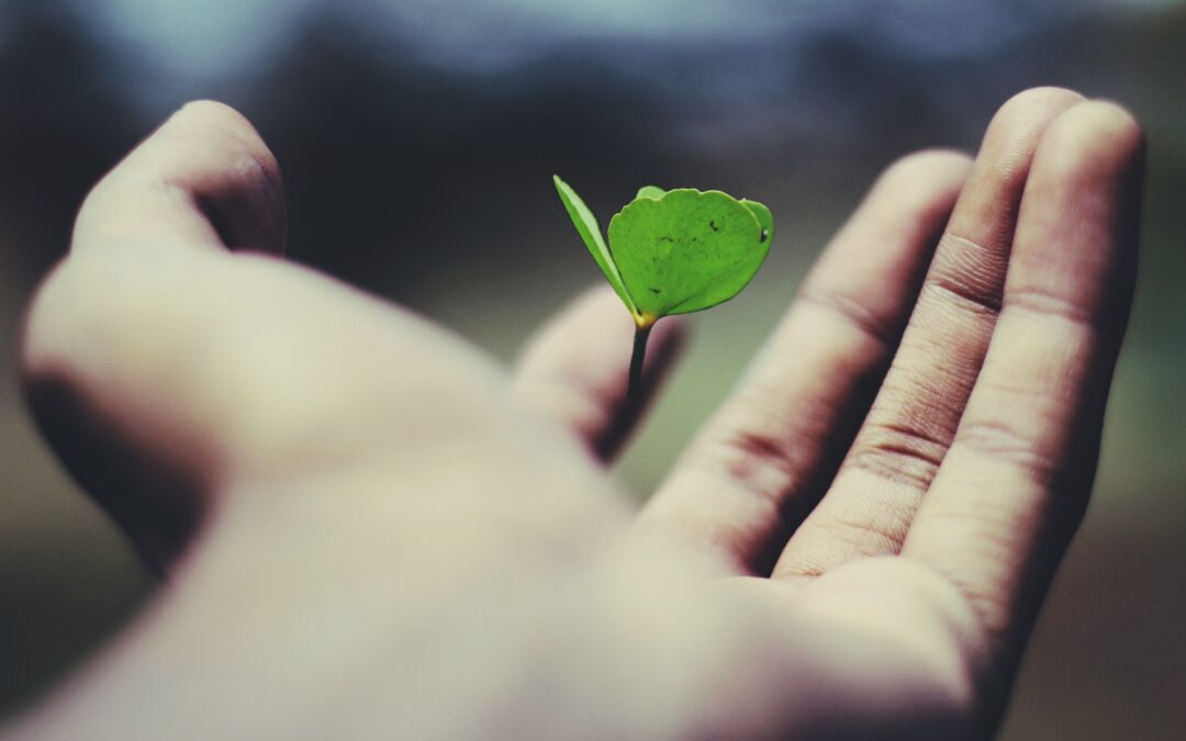 From Startup to SME